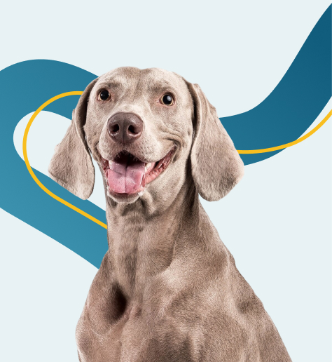 Perro weimaraner gris preparación soporte emocional