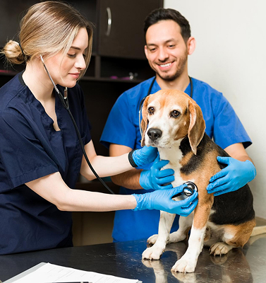 Veterinaria guantes azules revisando perro beagle bienestar animal